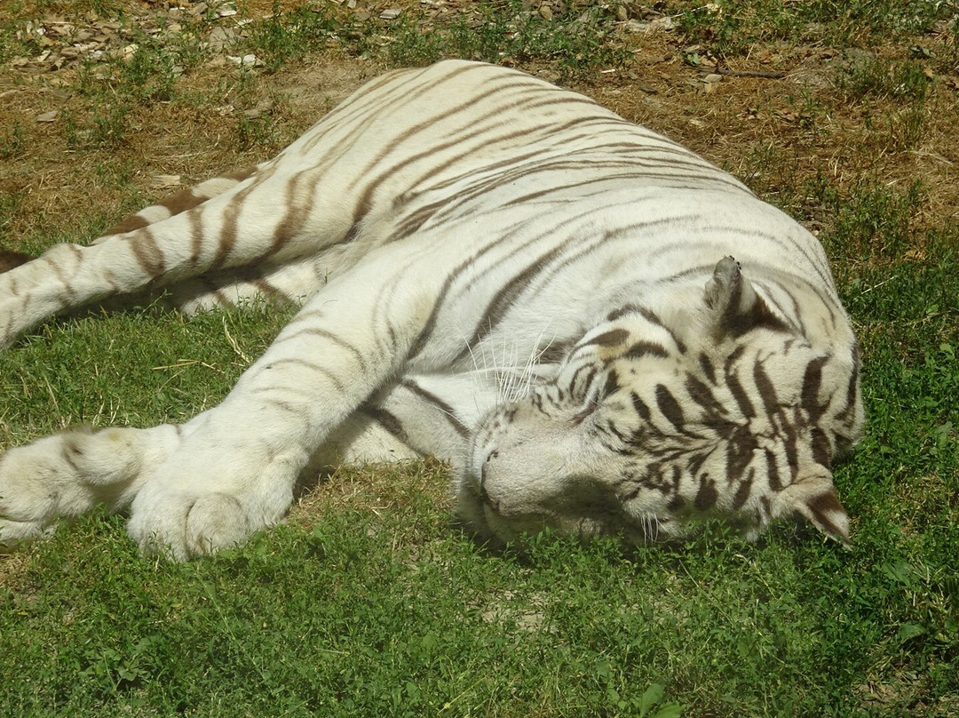 Le Domaine des Fauves-Les Abrets必去景点