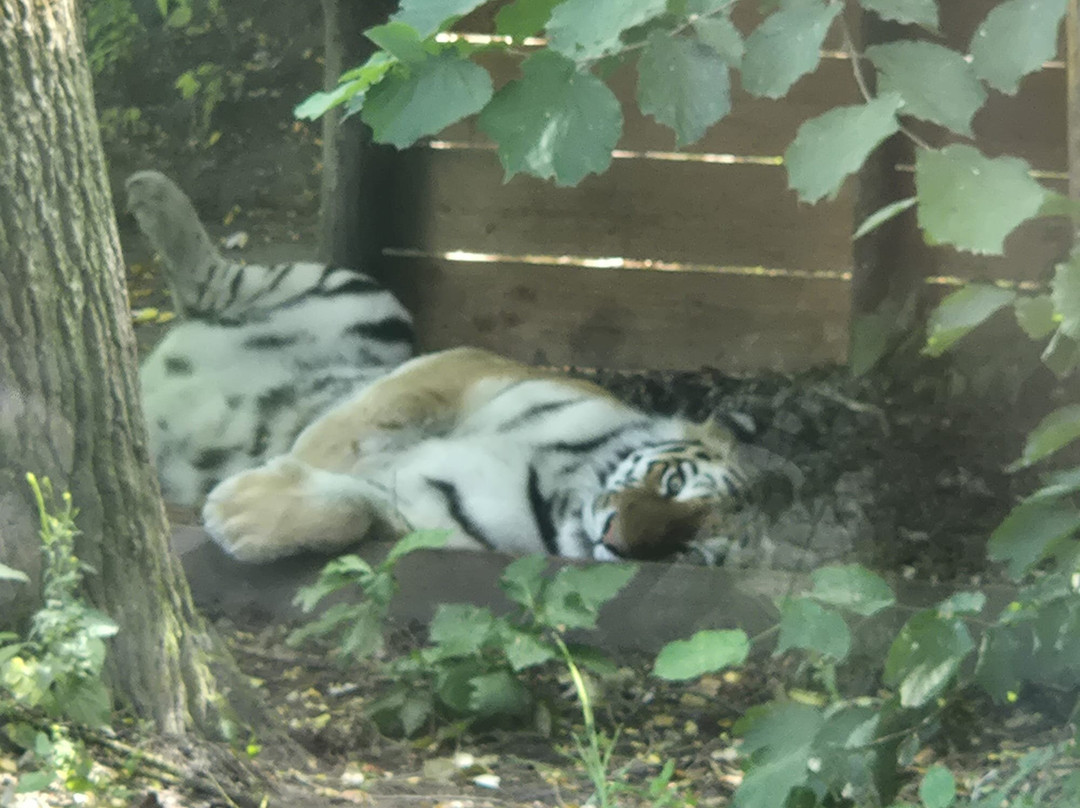 Zooparc Overloon-Overloon必去景点