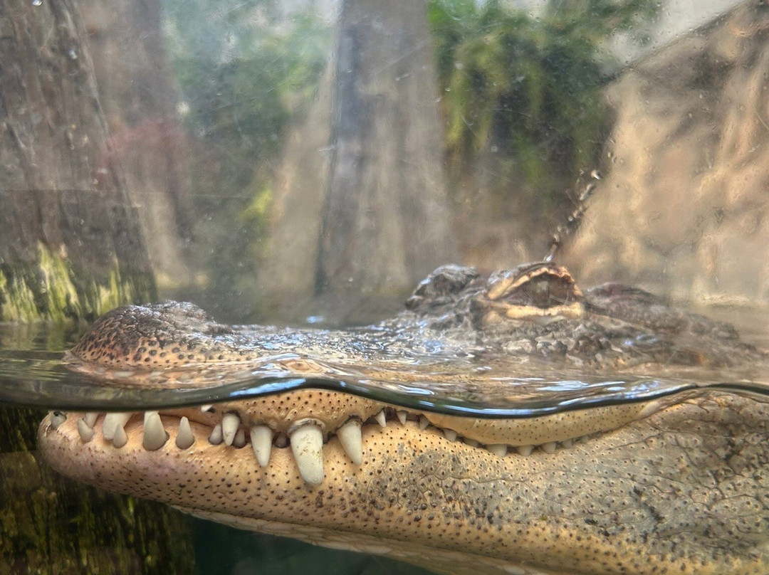 North Carolina Aquarium on Roanoke Island-Manteo必去景点