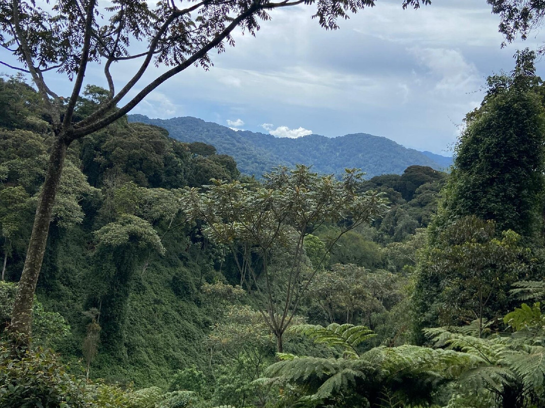 Nyungwe National Park - Rwanda-Western Province必去景点
