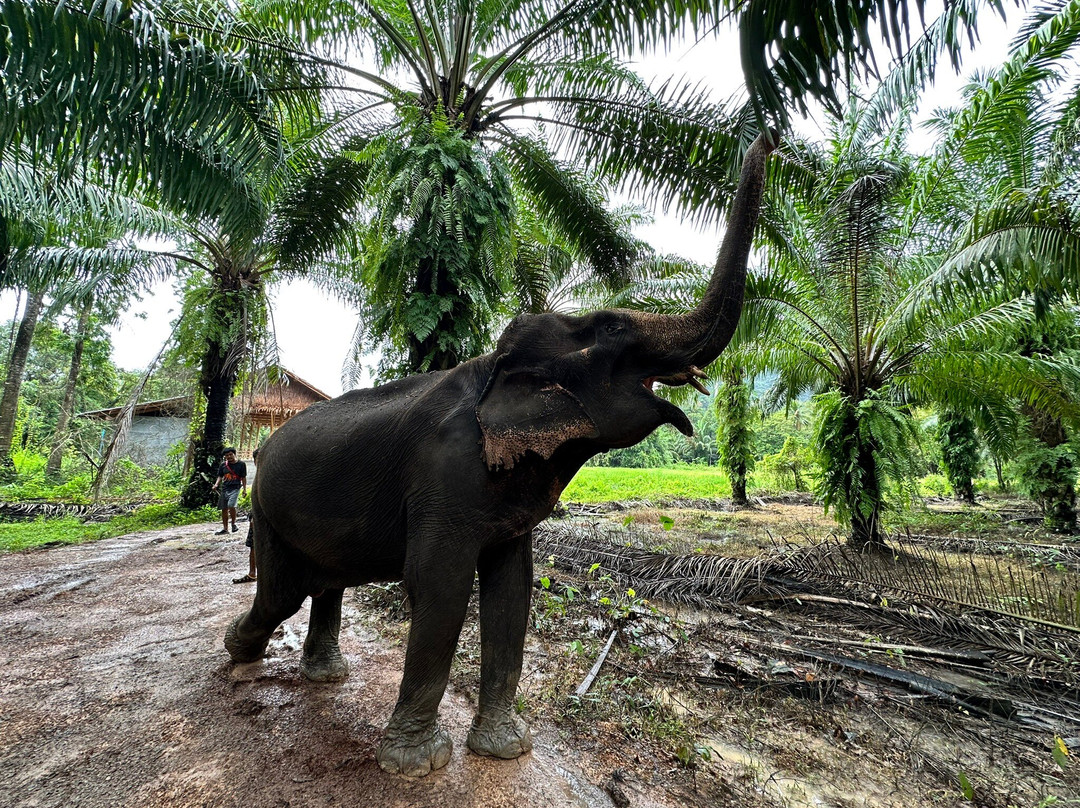 Krabi Elephant Sanctuary-甲米必去景点