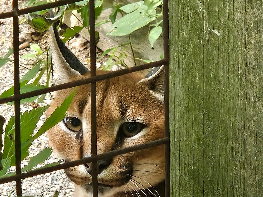 Bervie Zoological Park-Kincardine必去景点