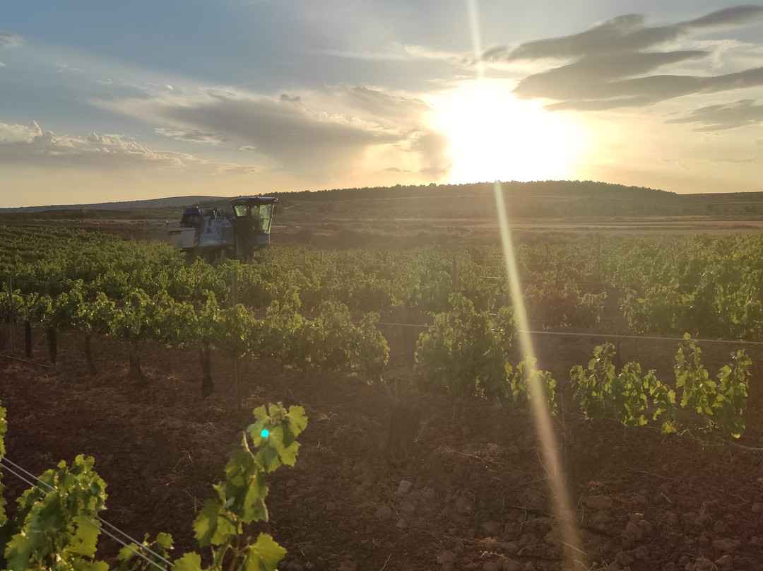 Bodegas Ignacio Marin-Carinena必去景点