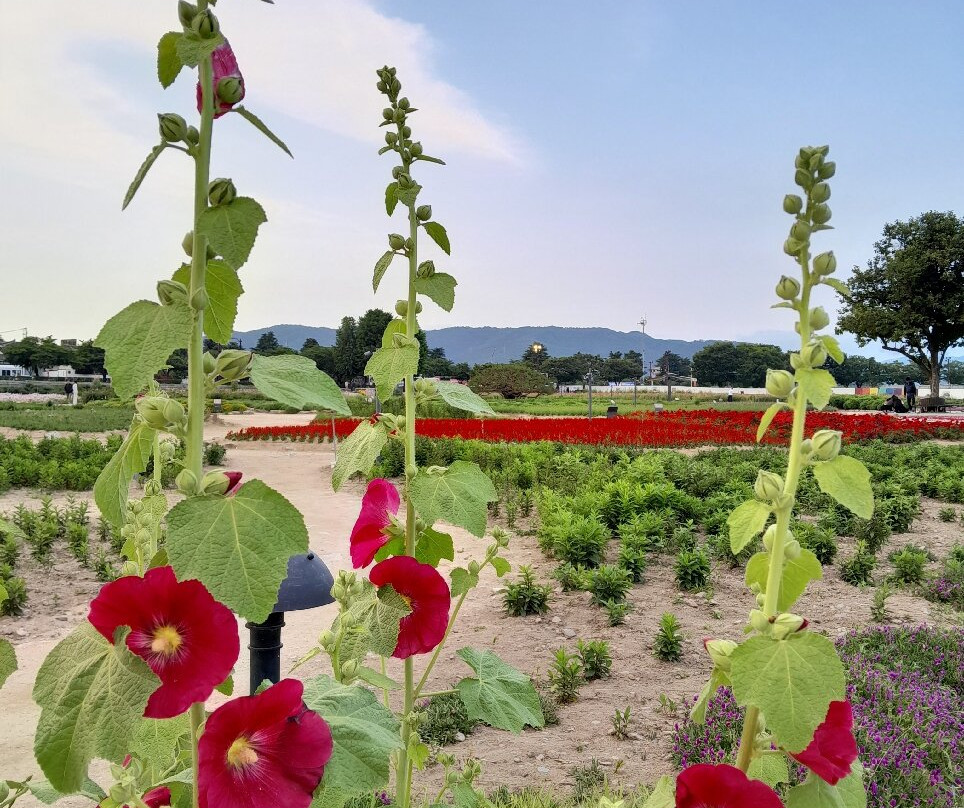 Cheomseongdae Observatory-庆州市必去景点
