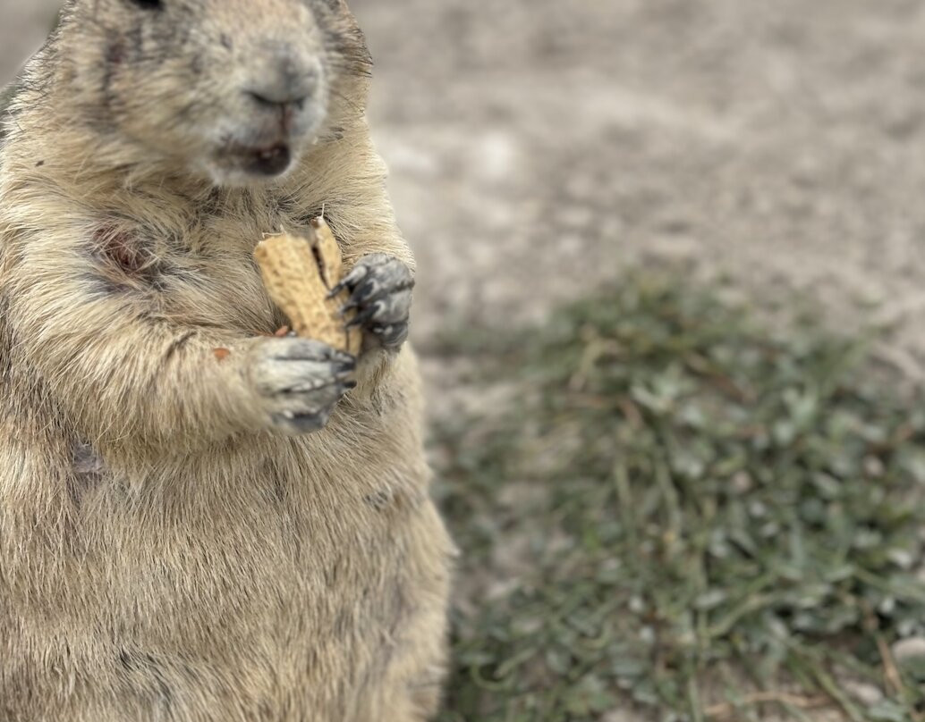 Badlands Ranch Store-恶地国家公园必去景点