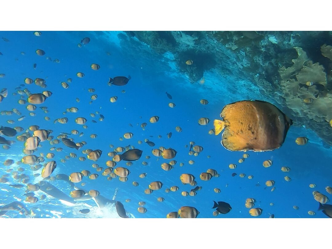 Snorkeling at Nusa Penida-Toyapakeh必去景点