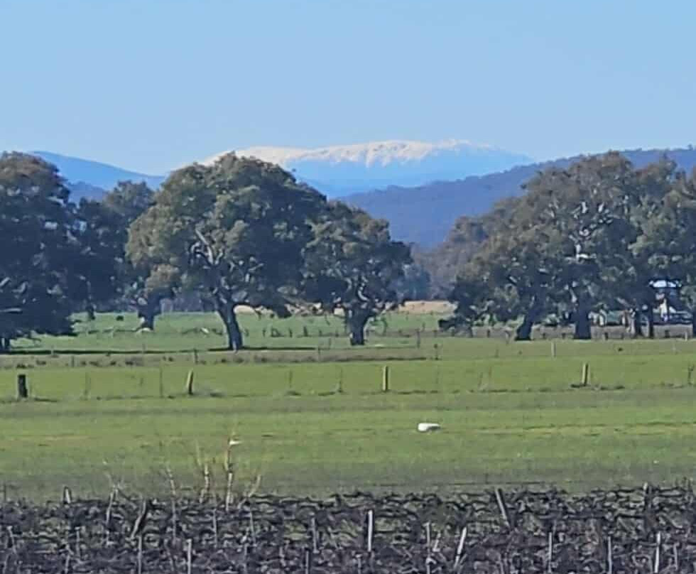 Lancemore Milawa主图