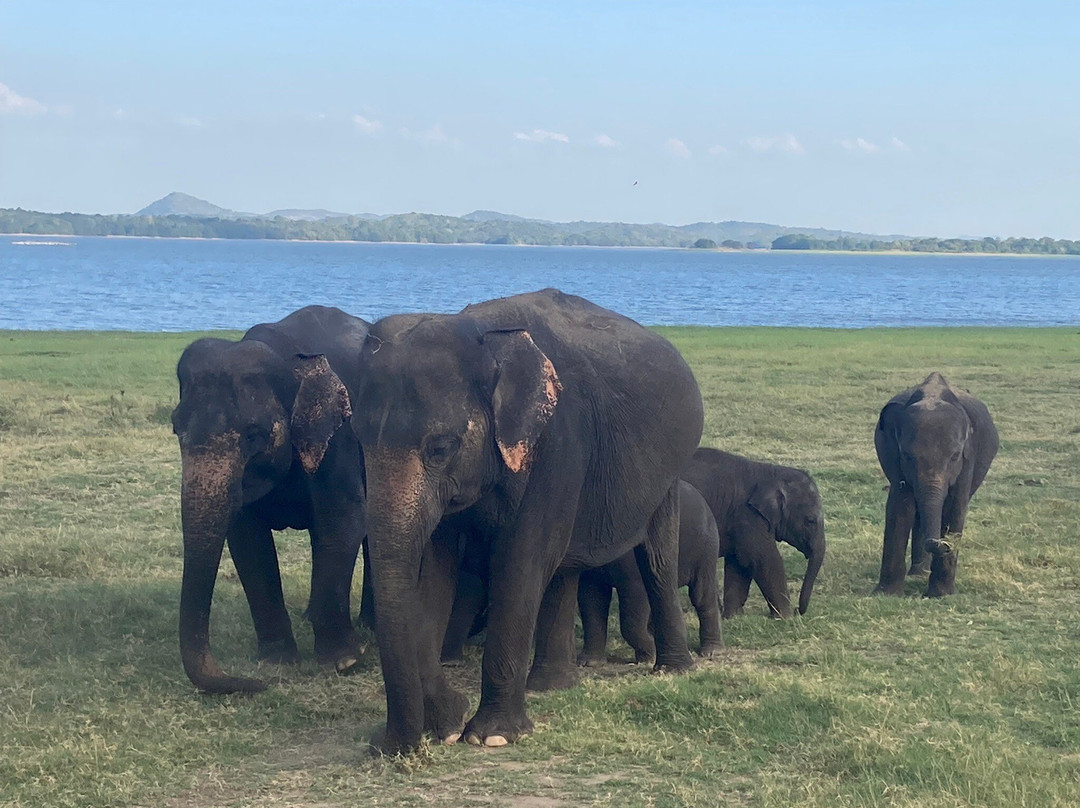 Minneriya Safari Tours-哈巴拉娜必去景点