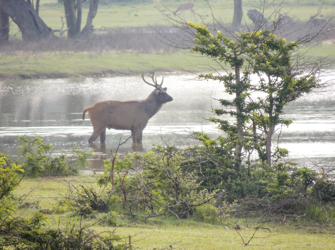 Nimsara Yala Safari-蒂瑟默哈拉默必去景点
