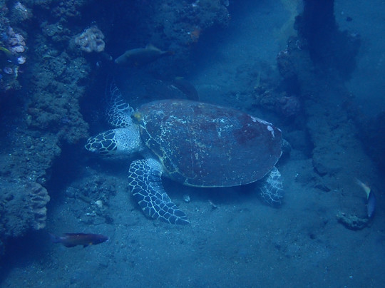 Intrinity Divers-长谷必去景点