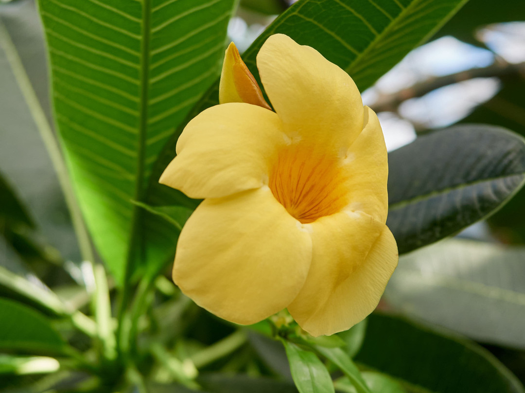 Lemonarium-乌法必去景点