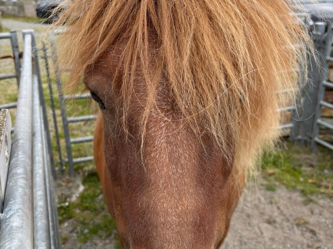 The Shetland Pony Experience-Papil必去景点