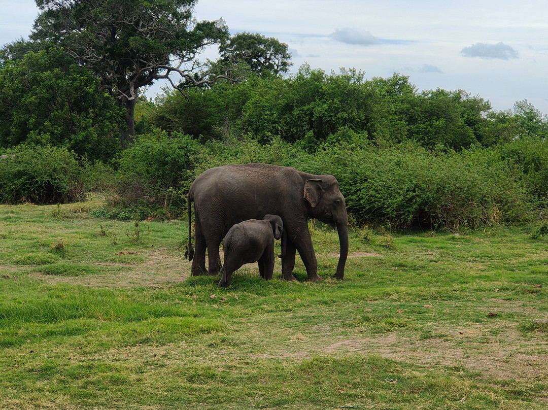Minneriya Safari Tours-哈巴拉娜必去景点