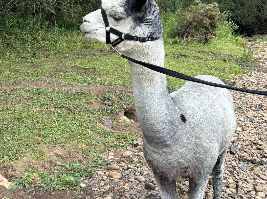 Teesdale Alpacas (Open by Appointment Only)-Barnard Castle必去景点