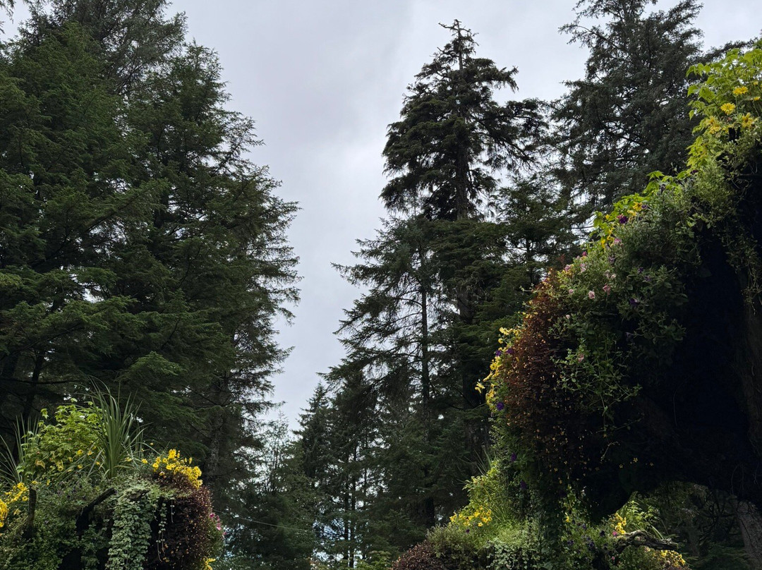 Glacier Gardens Rainforest Adventure-朱诺必去景点