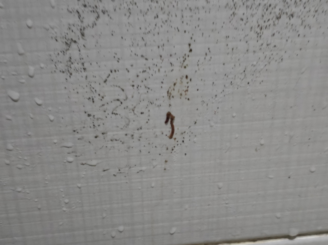 Sebay Surf Central主图