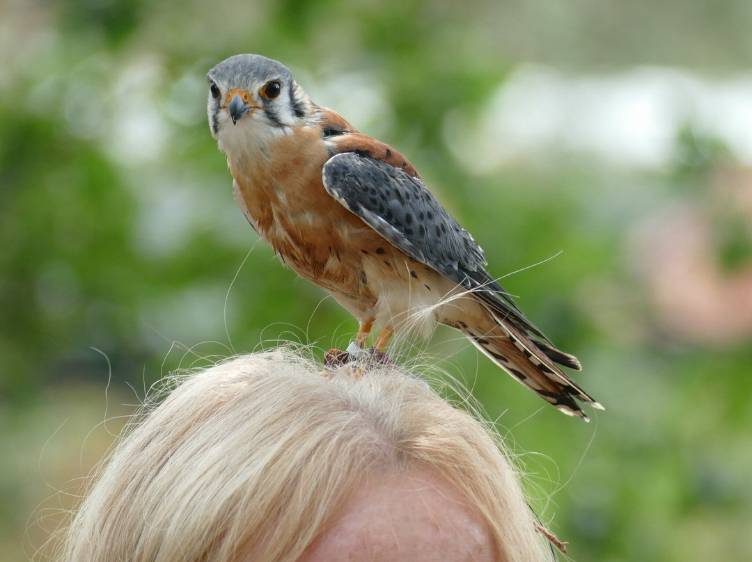 Forest Falconry-Landford必去景点