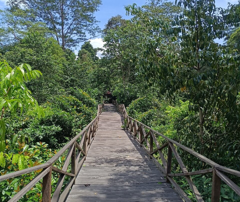 Borneo Eco Adventure-巴厘巴板必去景点