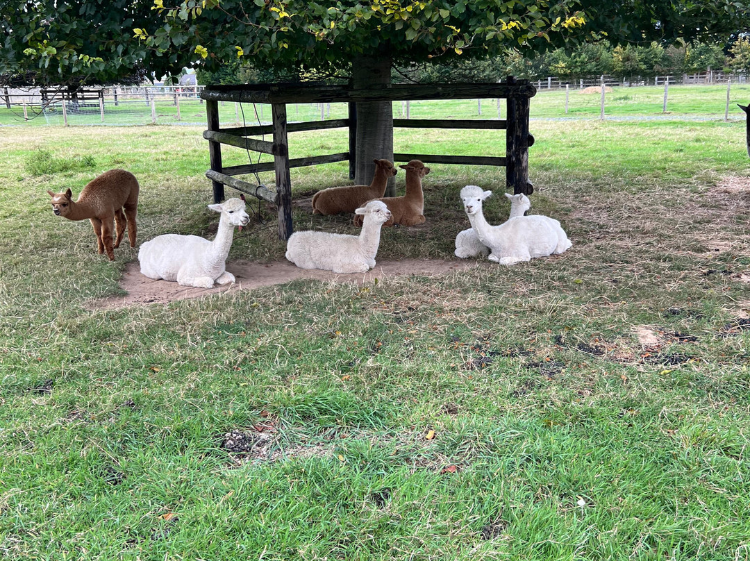 Alpaga Normandie - Animaux Miniatures-巴约必去景点