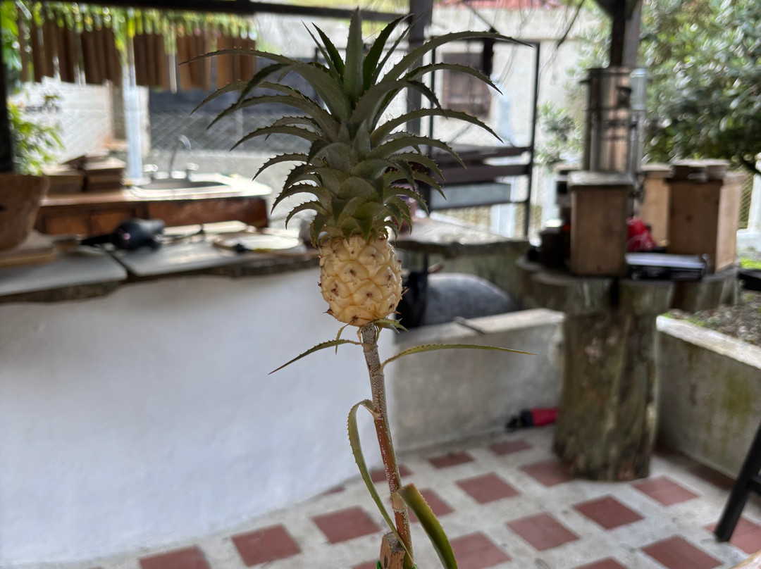 Finca Campestre La Adelita B&B主图