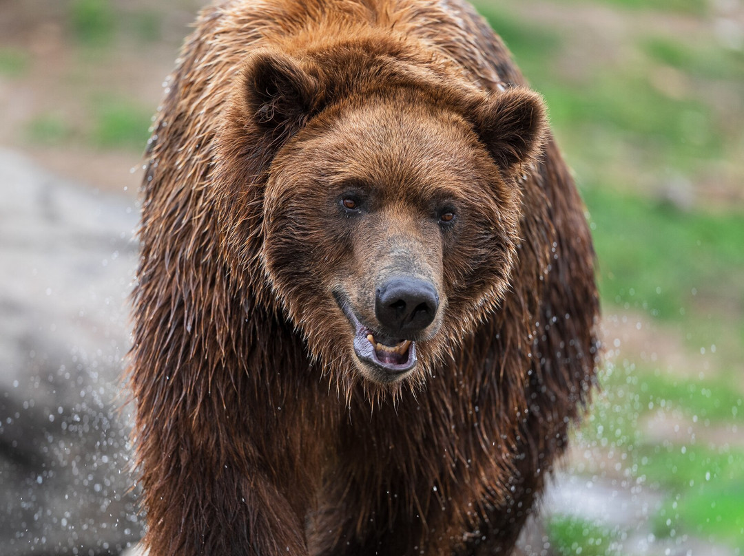 Montana Grizzly Encounter-博兹曼必去景点