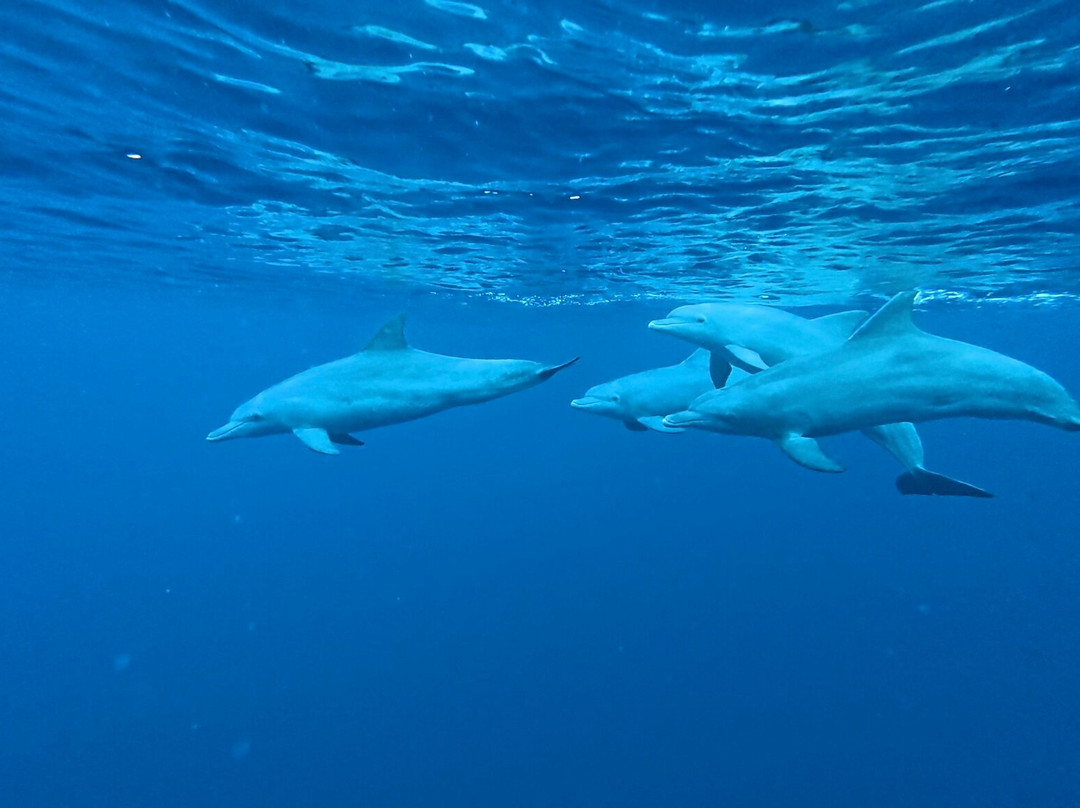 Dolphin Warrior-La Gaulette必去景点