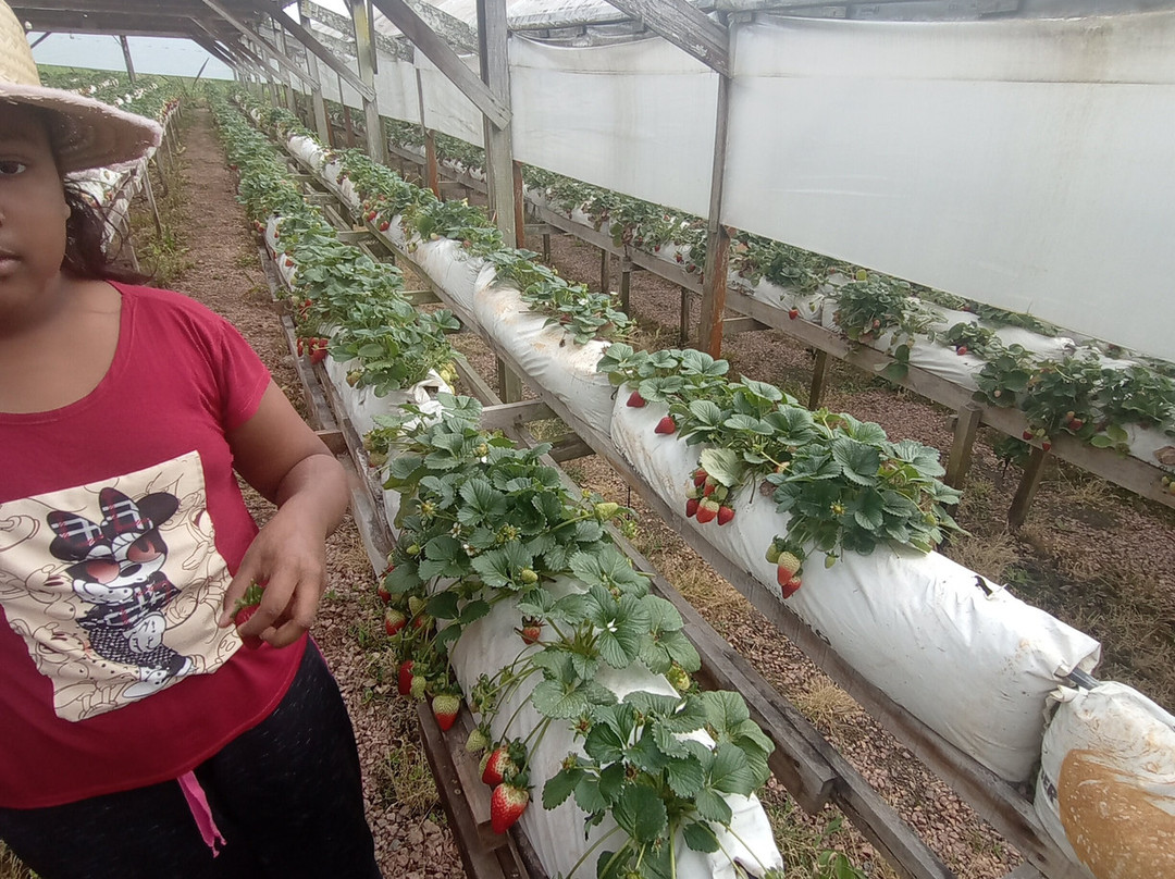 Casa Do Morango-Nova Petropolis必去景点