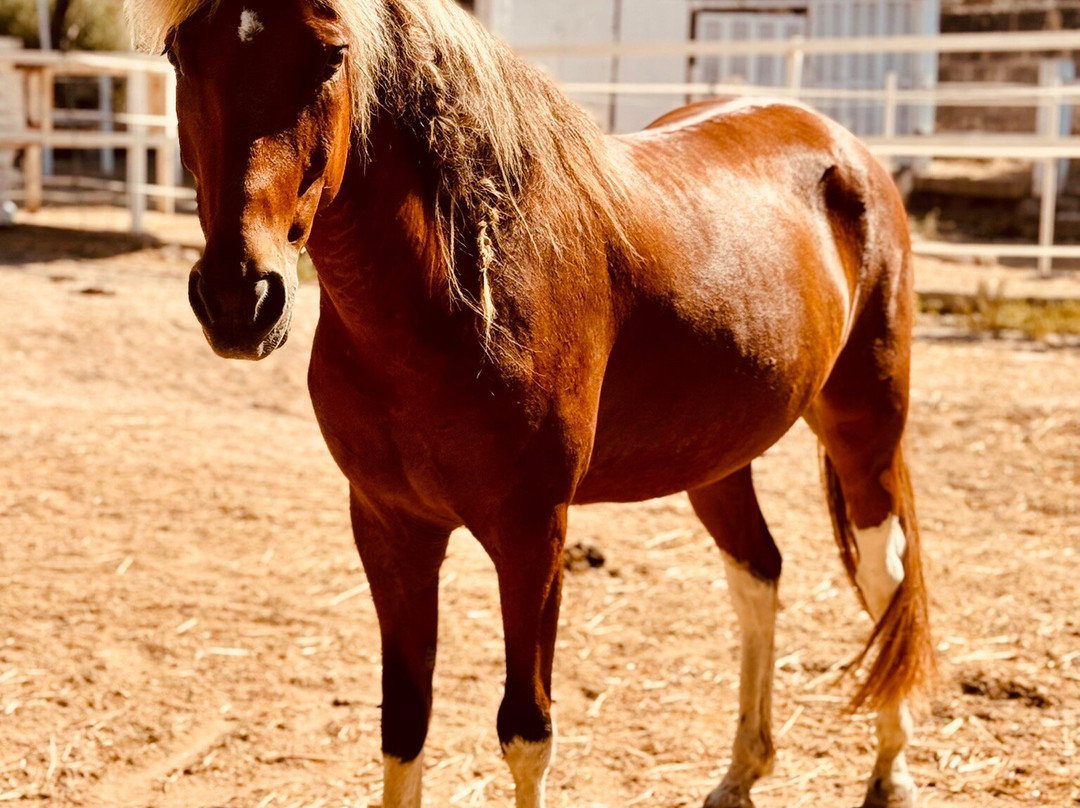 Rancho Bonanza-Cala Ratjada必去景点