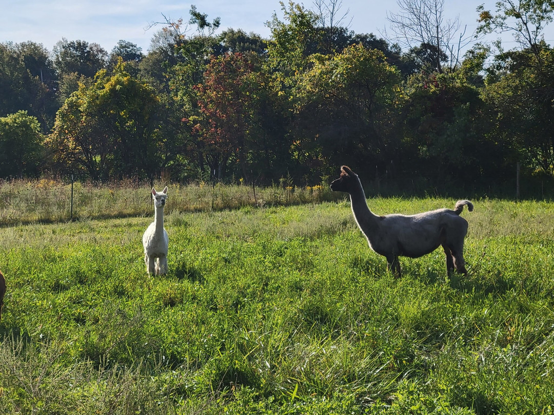 Alpaca Meadows-曼斯费尔德必去景点