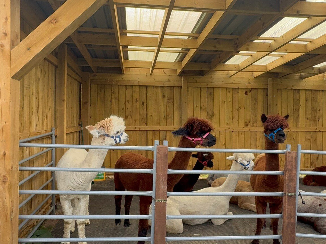 Loch Ness Alpacas-因弗内斯必去景点