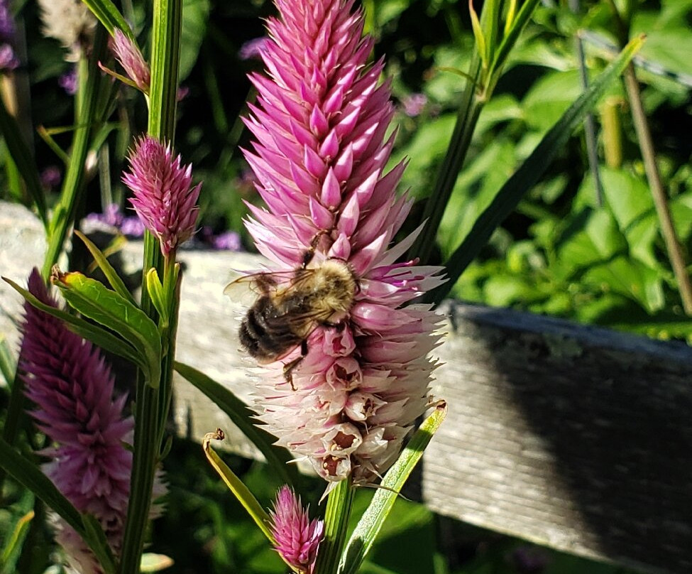 Green Animals Topiary Garden-Portsmouth必去景点