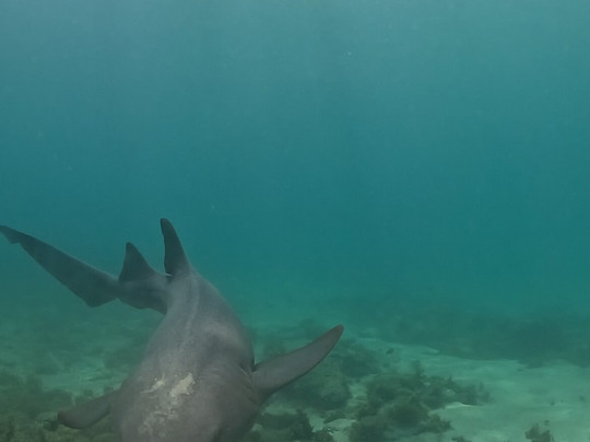 Bruno Galvão-费尔南多-迪诺罗尼亚群岛必去景点
