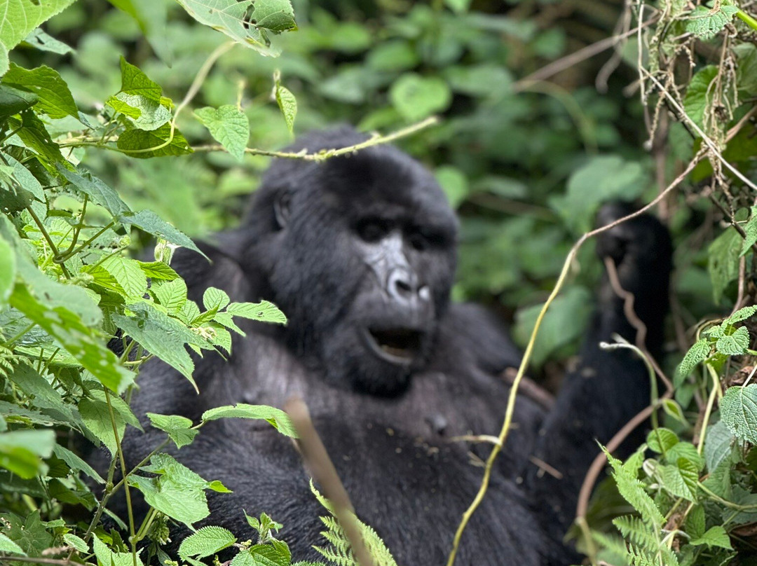 Trek Gorilla Safaris-坎帕拉必去景点