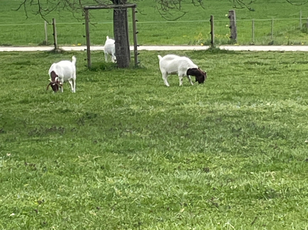 St. Petersinsel-Erlach必去景点