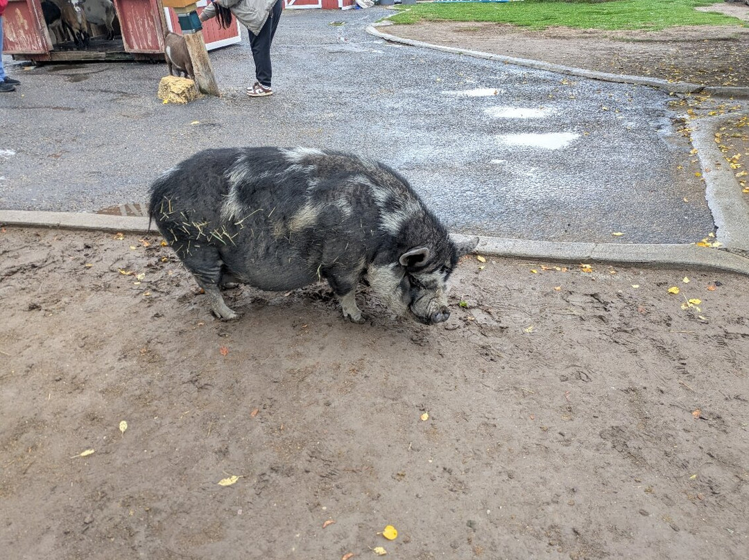 黄石公园熊世界-雷克斯堡必去景点