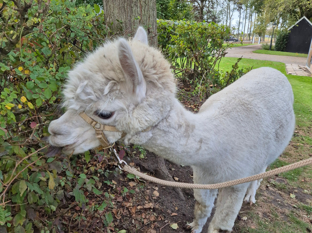 Alpaca Zeeland-Nieuwdorp必去景点