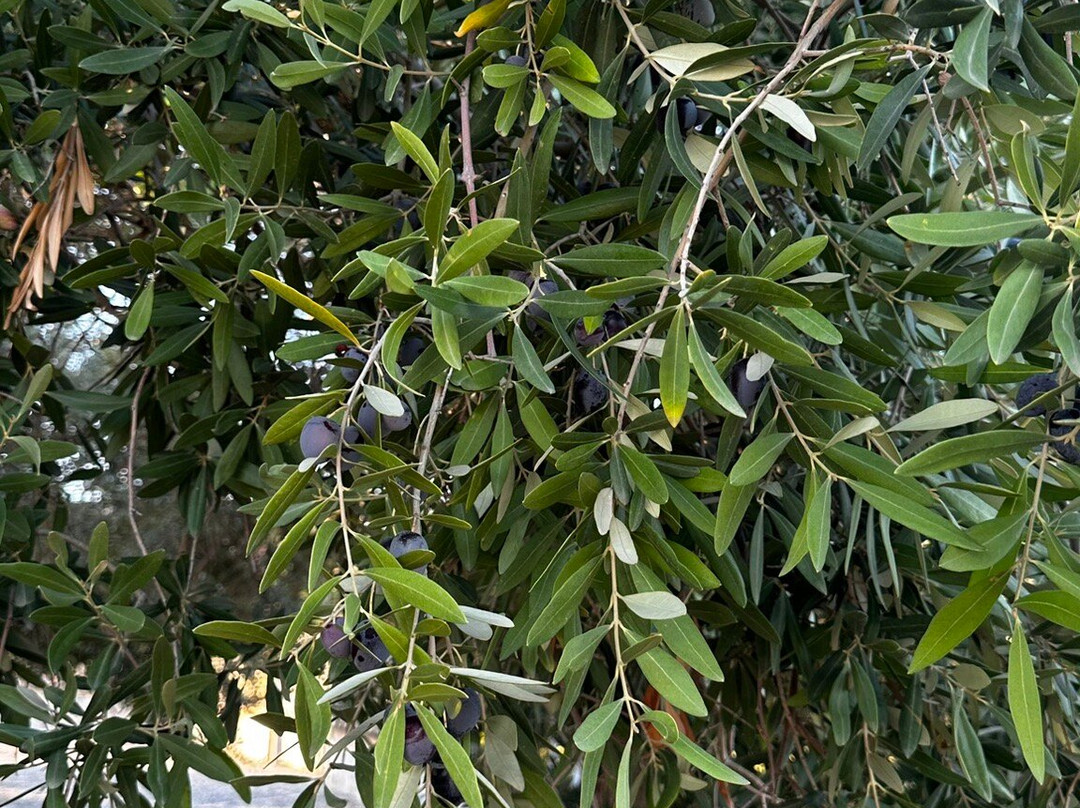 Museo della Mandorla di Avola-Avola必去景点
