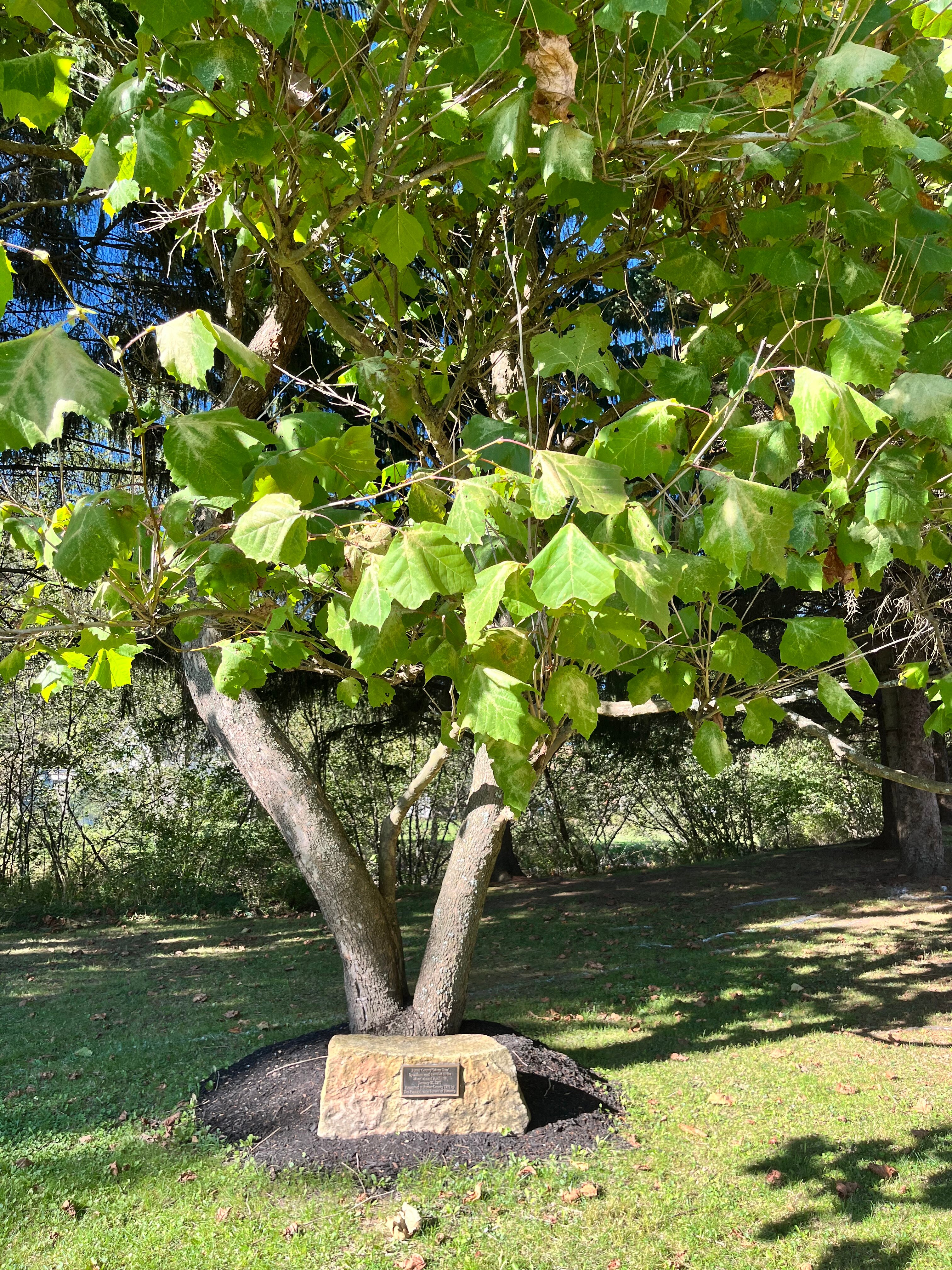 Frosty Hollow Bed and Breakfast-官方