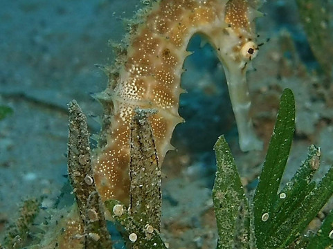 Liquid Adventures Dahab-达哈卜必去景点