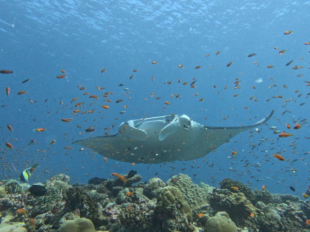 Euro-Divers Dhigali-Meedhoo必去景点