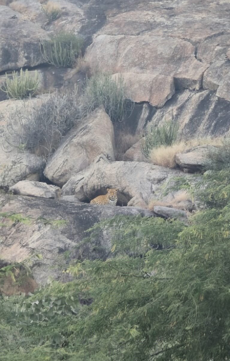 Clarks Safari Jawai-官方