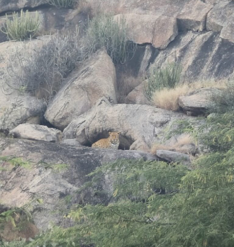 Clarks Safari Jawai主图