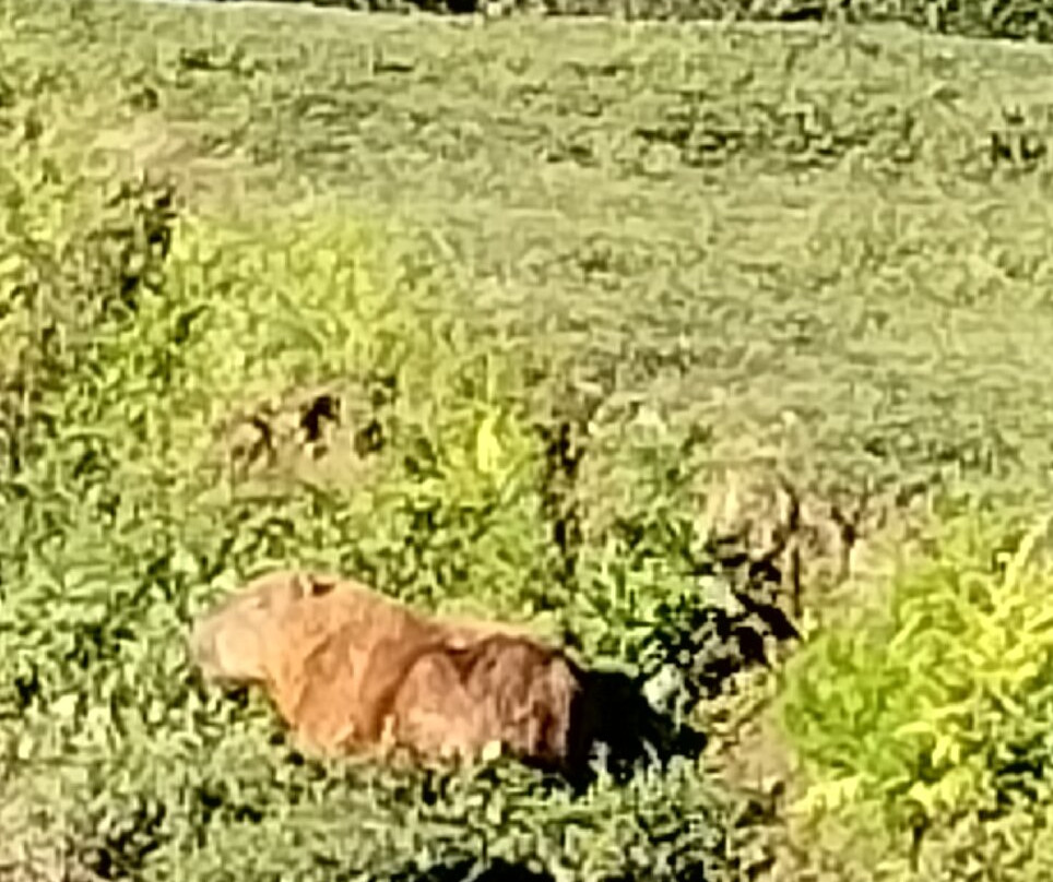 巴立吉公园-库里提巴必去景点