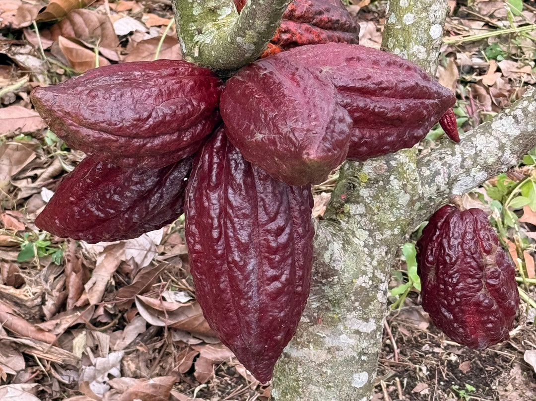 Finca Las Palmitas - Quindio-亚美尼亚必去景点