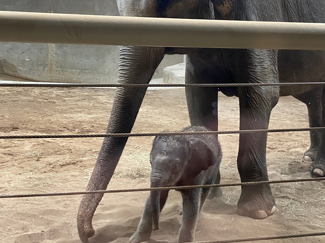 哥伦布动物园-Powell必去景点