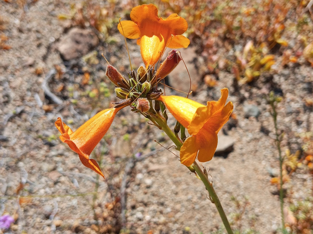 Ecoturismo La Serena-拉塞雷纳必去景点