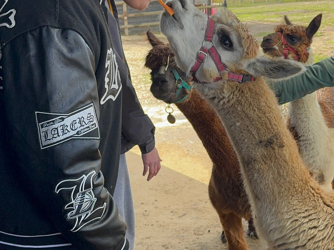 All Things Alpaca Ltd-切姆斯福德必去景点