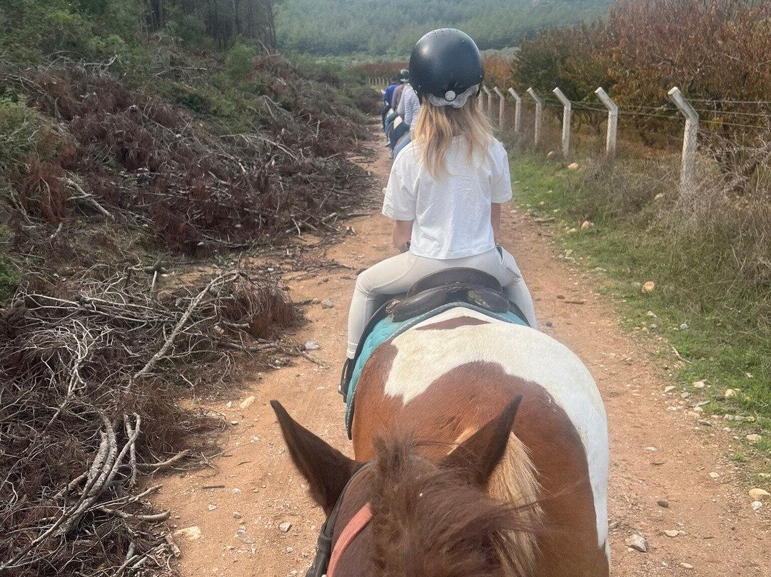 Laren Safari Park-库萨达斯必去景点
