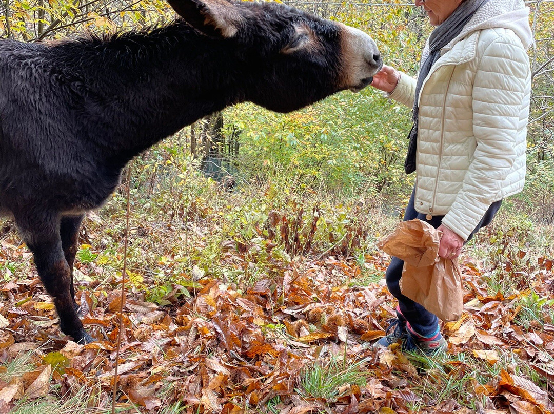 SIFE Asino Felice ASD APS-Villareggia必去景点