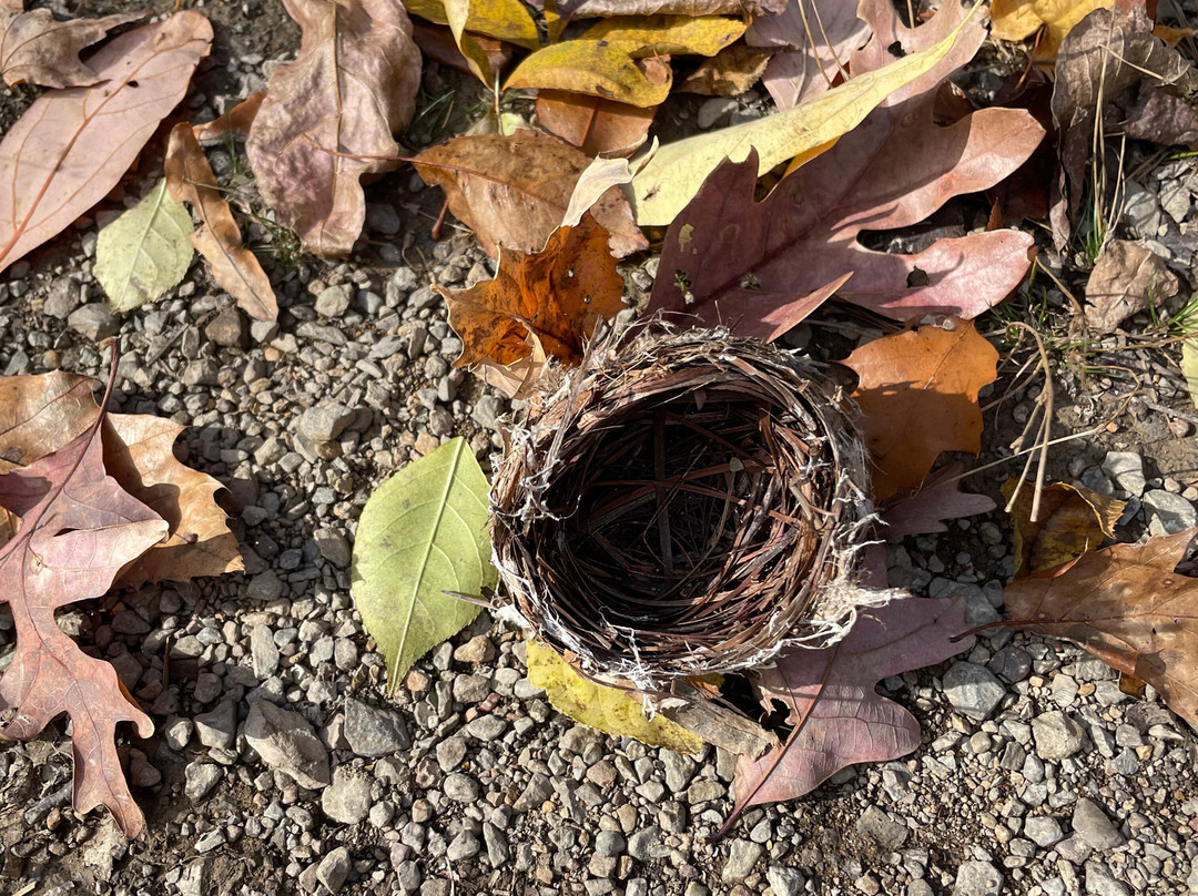 WVU Core Arboretum-摩根敦必去景点